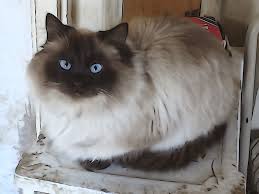 Persian cat